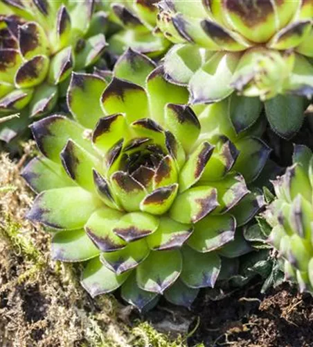 Sempervivum, mix