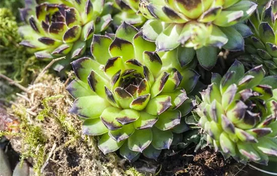 Sempervivum, mix