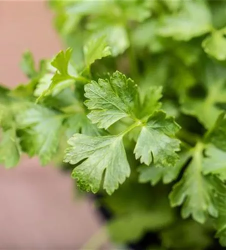 Petroselinum crispum 'Gigante di Napoli'