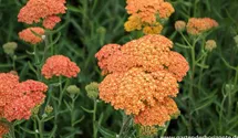 Achillea millefolium 'Terracotta'