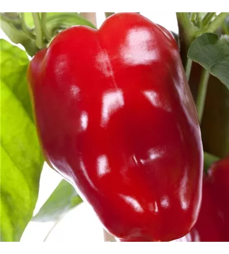 Capsicum annuum rot Capsicum annuum rot