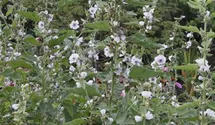 Althaea officinalis