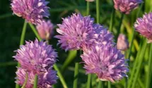 Allium schoenoprasum