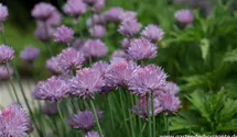Allium schoenoprasum