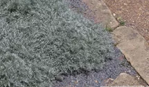 Artemisia schmidtiana 'Nana'