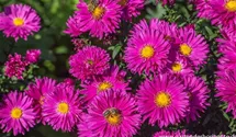Aster novi-belgii 'Neron'