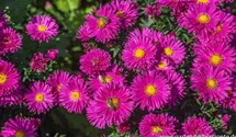 Aster novi-belgii 'Neron'