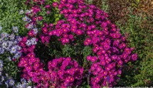 Aster novi-belgii 'Neron'