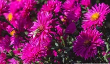 Aster novi-belgii 'Neron'