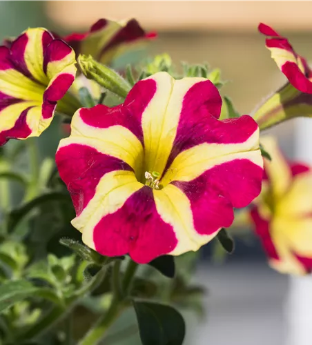 Petunia Amore™ 'Queen of Hearts'