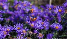 Aster amellus 'Blue King'