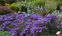 Aster amellus 'Blue King'