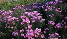 Garten-Raublatt-Aster 'Barr´s Pink'