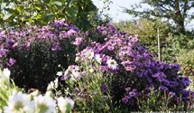 Garten-Raublatt-Aster 'Barr´s Pink'