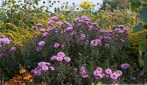 Garten-Raublatt-Aster 'Barr´s Pink'