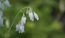 Dicentra eximia 'Alba'