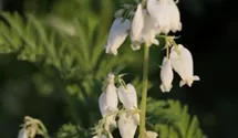 Dicentra eximia 'Alba'