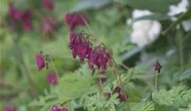 Dicentra formosa 'Bacchanal'