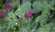 Dicentra formosa 'Bacchanal'