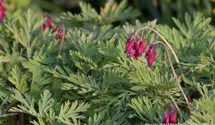 Dicentra formosa 'Bacchanal'