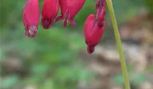 Dicentra formosa 'Bacchanal'
