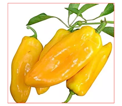 Capsicum annuum Conioides, gelb