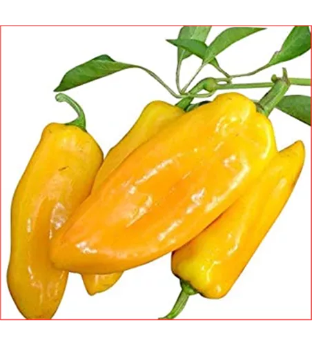 Capsicum annuum Conioides, gelb Capsicum annuum Conioides, gelb