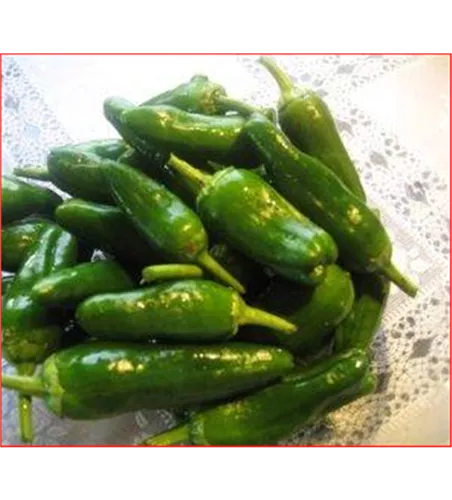 Capsicum annuum grillpaprika Capsicum annuum grillpaprika