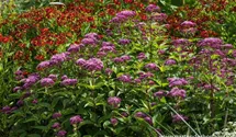 Eupatorium fistulosum 'Red Dwarf'