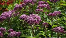 Eupatorium fistulosum 'Red Dwarf'