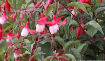 Fuchsia magellanica 'Madame Cornelissen'