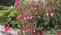 Fuchsia magellanica 'Madame Cornelissen'