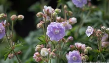 Geranium pratense 'Summer Skies' -R-