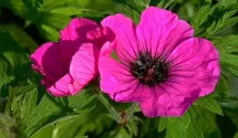 Geranium psilostemon