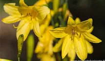 Hemerocallis lilioasphodelus