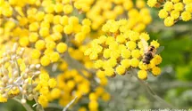 Helichrysum italicum 'Tall'