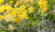 Helichrysum italicum 'Tall'