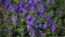 Geranium x magnificum 'Rosemoor'