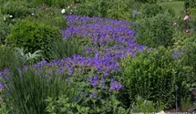 Geranium x magnificum 'Rosemoor'