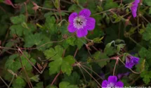 Geranium wallich. 'Silvia´s Surprise'®