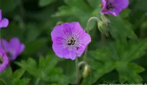 Geranium wallich. 'Silvia´s Surprise'®