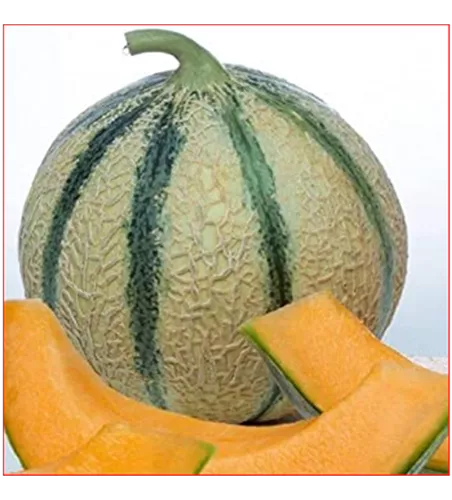 Cucumis melo Veredelt