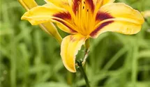 Hemerocallis x cult.'King George'