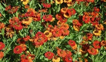 Helenium x cult.'Baudirektor Linne'