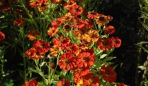 Helenium x cult.'Baudirektor Linne'