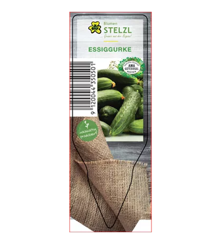 Cucumis sativus 'Einlegegurke'