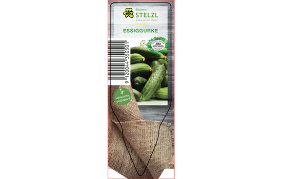 Cucumis sativus 'Einlegegurke'