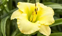 Hemerocallis x cult.'Big Time Happy'