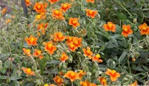 Helianthemum cultorum 'Bronzeteppich'