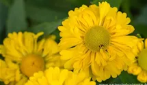 Helenium x cult.'Double Trouble' -R-